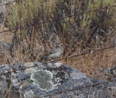 Lullula arborea