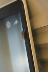 Ectobius vittiventris