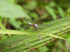 Brachydiplax chalybea
