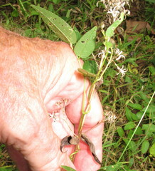 Phlox maculata