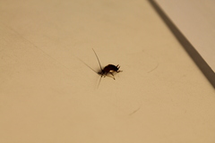 Ectobius vittiventris