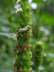 Celastrina neglecta
