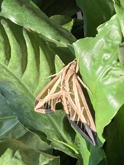 Eumorpha fasciatus