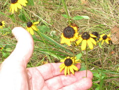 Rudbeckia