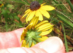 Rudbeckia