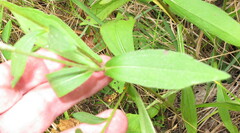 Rudbeckia