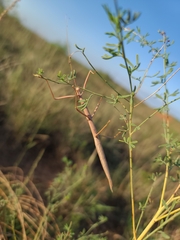 Megaphasma denticrus