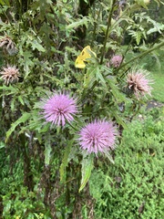 Cirsium altissimum