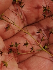 Thalictrum minus