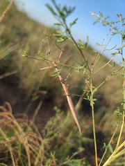 Megaphasma denticrus