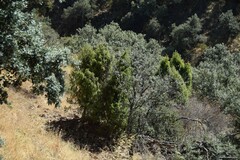 Juniperus oxycedrus