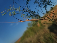 Megaphasma denticrus