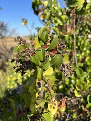 Prunus ilicifolia