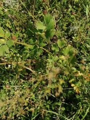 Thalictrum minus