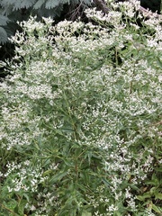 Eupatorium