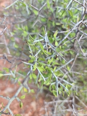 Sarcomphalus obtusifolius