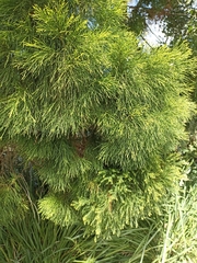 Callitris macleayana