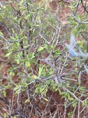 Sarcomphalus obtusifolius