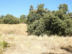 Celtica gigantea
