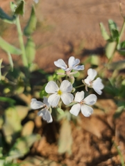 Dimorphocarpa candicans