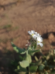 Dimorphocarpa candicans