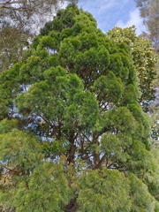 Callitris macleayana