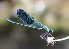 Calopteryx xanthostoma