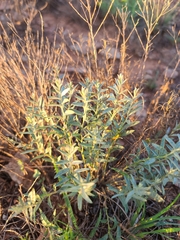 Evolvulus nuttallianus