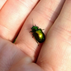 Chrysolinina
