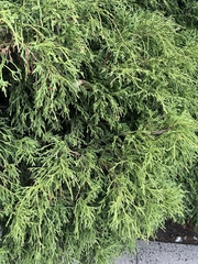 Thuja occidentalis