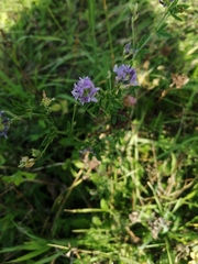 Medicago