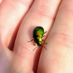 Chrysolinina