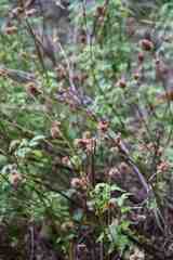 Cedronella canariensis