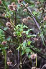 Cedronella canariensis