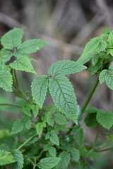 Cedronella canariensis