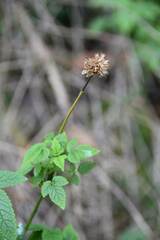 Cedronella canariensis