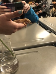 Eublepharis macularius