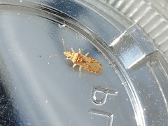 Belonochilus numenius