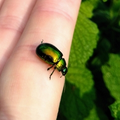 Chrysolinina