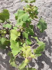 Xanthium orientale