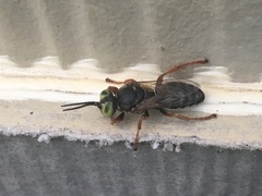 Tachytes guatemalensis