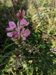 Onobrychis viciifolia