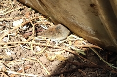 Clethrionomys glareolus skomerensis