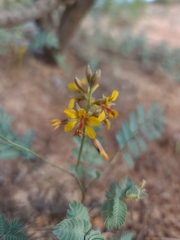 Hoffmannseggia glauca