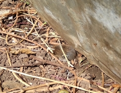 Clethrionomys glareolus skomerensis