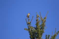 Prunella atrogularis