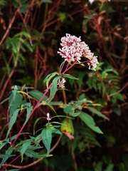 Eupatorium