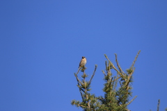 Prunella atrogularis