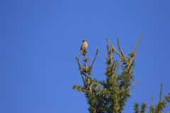 Prunella atrogularis