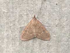 Saucrobotys futilalis